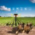 Solar Nocturnal Animal Alarm Detector Solar Infrared Motion Alarm Detector with RC Built in 13 Sound Effects N911S Red 