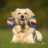 Squeaky Dog Toys Cute Candy Dumbbell Shaped Chew Toys For Dogs Indoor Play Interactive Dog Toys For Small Medium Large Dogs color