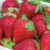 Strawberry Flower Seed Fruit Herb Seed 6g