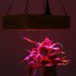This 300W LED grow light comes with a total of 60 powerful LEDs that feature different types of light to stimulate the growth of your plants  