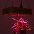 This 300W LED grow light comes with a total of 60 powerful LEDs that feature different types of light to stimulate the growth of your plants  