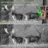 Trail Camera Night Vision Digital Binoculars for Complete Darkness  8K Video 60MP Pictures Camera for Outdoor Scouting PR801