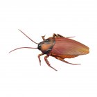 Tricky Toy Induction Cockroach Halloween Scary Toy Pet Toy
