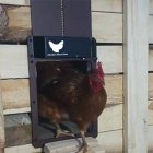 US Automatic Chicken Coop Door Light Sense Waterproof Door For Chicken Auto Open Close Plug And Play Door Chicken Duck Door Opener chicken coop door