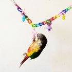 US Colorful Bird Toy Parrot Swing Cage Toy Climbing Toy for Parakeet Cockatiel Budgie Lovebird 35cm As shown