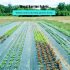 US GARVEE 3 2oz 6ft X 300ft Weed Barrier Landscape Fabric Heavy Duty Premium  Ground Cover Weed Block Gardening Mat