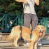 US Pet Dog Carry Sling Pet Legs Support Rehabilitation Lift Harness For Disabled Injured Elderly Dog Joint Injuries Arthritis blue M