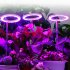 Usb Led Grow  Light 1 2 3 4 Dimmable Full Spectrum Ring Light Plant Growing Lamp For Indoor Plants 4 heads