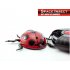 Wall Climbing RC Toy in the shape of a lady bug  Get your samples in today at a factory direct wholesale price directly from Chinavasion com