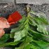 Weeding Tool For Gardening And Yard Work  Loop Hoe Weed Remover Tool  Portable Sharp Blades Manual Weeder Tool For Weeding  Loosening  And Planting 395 yellow