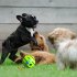 Wobble Giggle Ball For Dogs  Fun Giggle Sounds Puppy Wiggle Ball  Rolling Leakage Food Ball Interactive Decompression Toys For Anxiety Relief 14CM