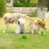 Wobble Giggle Ball For Dogs  Fun Giggle Sounds Puppy Wiggle Ball  Rolling Leakage Food Ball Interactive Decompression Toys For Anxiety Relief 14CM