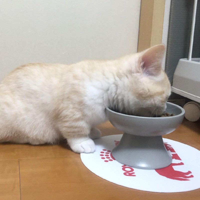 Raised Ceramic Cat Water Bowl Anti Vomiting Elevated Cat Food Dish Microwave Dishwasher Safe Large Capacity Pet Water Bowl 