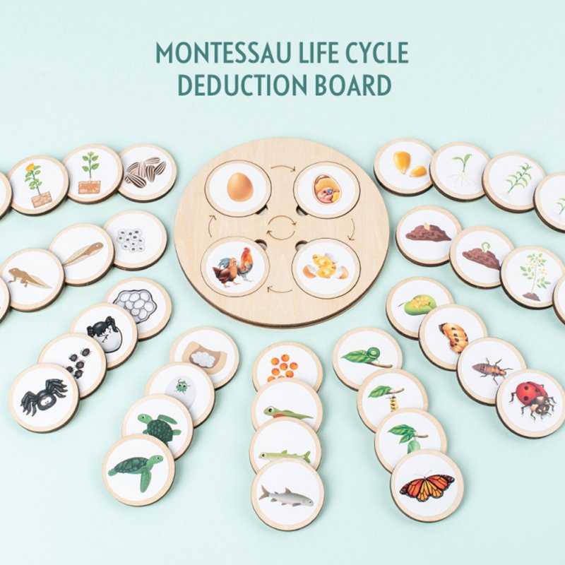Life Cycle Board Animal Plant Life Cycle Wooden Jigsaw Puzzle Biology Science Education Toys Teaching Aids 