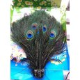 100pcs Real Natural Peacock Feathers